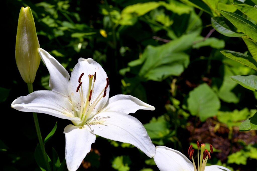 Health Uses of White Lily Flowers & How to Make Lily Tincture - MyNaturalTreatment.com