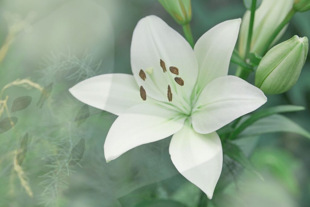 Health Uses of White Lily Flowers & How to Make Lily Tincture - MyNaturalTreatment.com