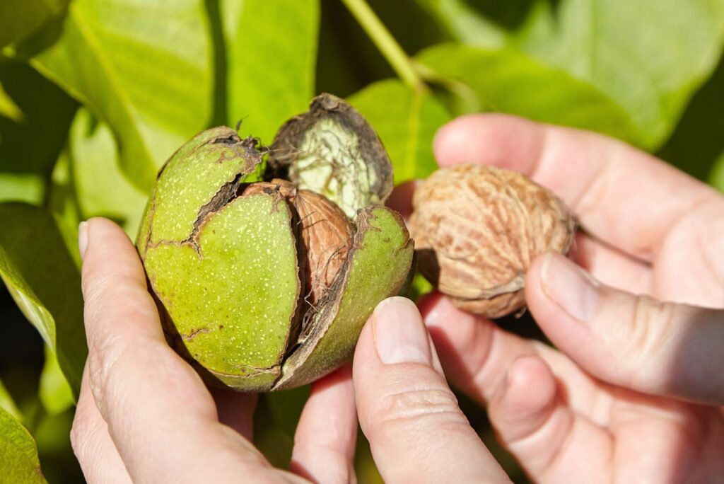 Green Walnuts - Health Benefits of Green Walnuts & How to Use - MyNaturalTreatment.com