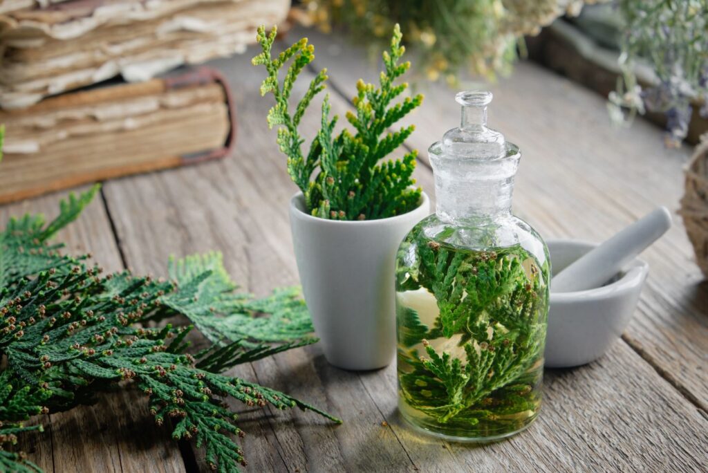 Thuja Types - Thuja Tincture Recipe and How to Use at Home - MyNaturalTreatment.com