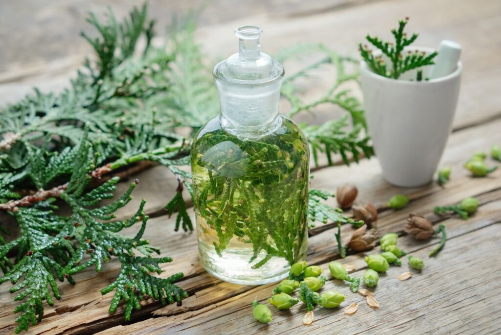 Thuja Tincture Recipe and How to Use at Home - MyNaturalTreatment.com