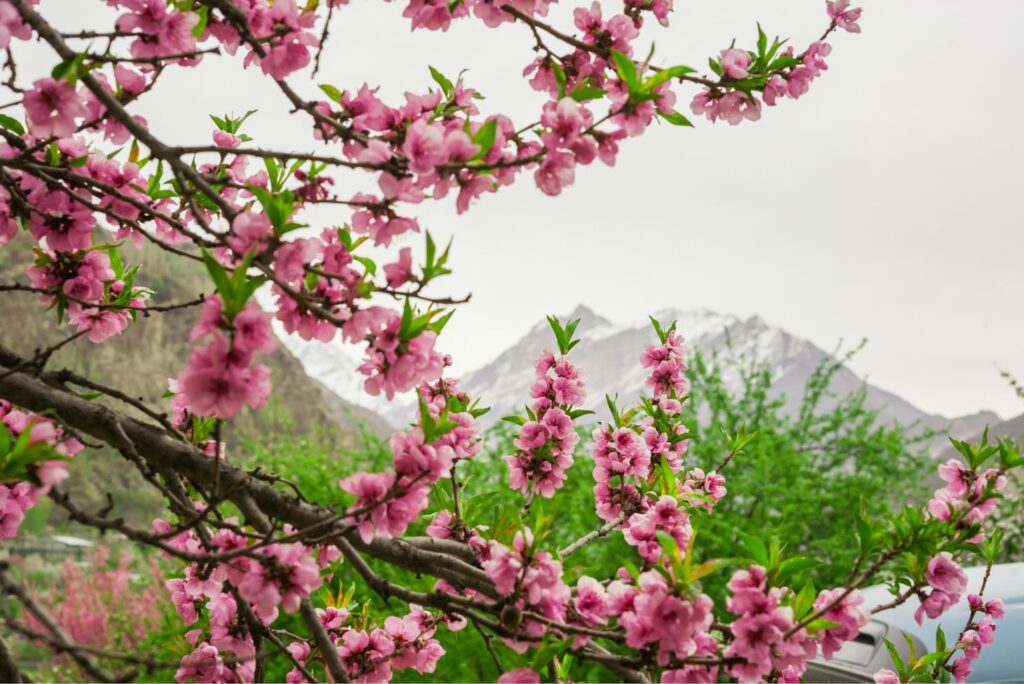 Apricot Blossom - Health Benefits of Fruit Tree Blossoms - MyNaturalTreatment.com