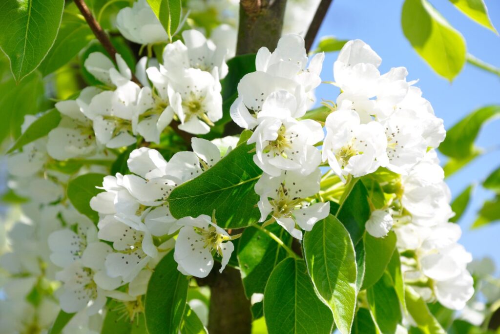 Pear Tree Blossom - Health Benefits of Fruit Tree Blossoms - MyNaturalTreatment.com
