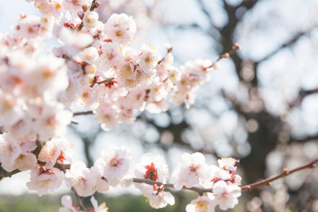 Plum Blossom - Health Benefits of Fruit Tree Blossoms - MyNaturalTreatment.com