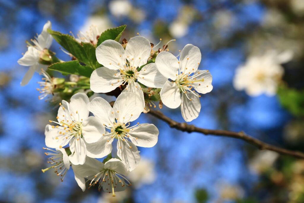 Sour Cherry Blossom - Health Benefits of Fruit Tree Blossoms - MyNaturalTreatment.com