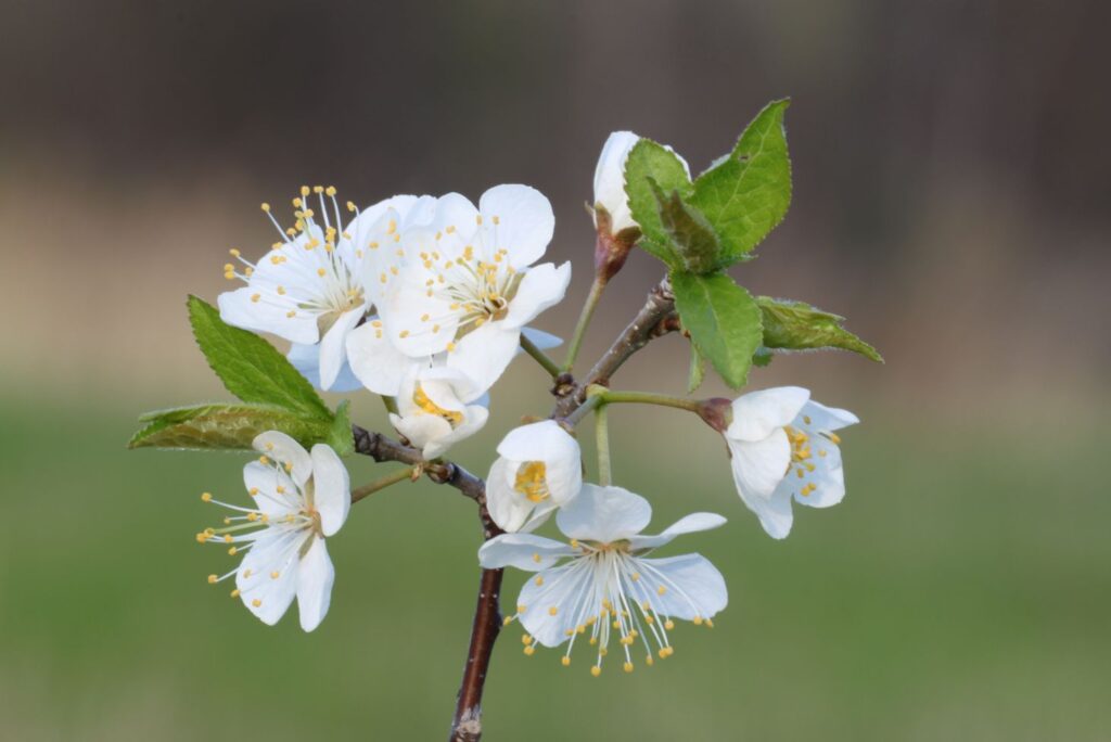 Health Benefits of Blackthorn Flowers & How to Use – MyNaturalTreatment.com