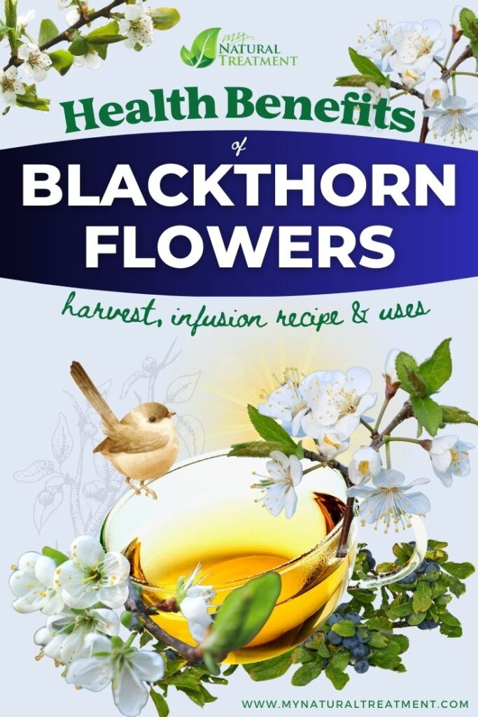 Health Benefits of Blackthorn Flowers, Uses and Natural Remedies - MyNaturalTreatment.com