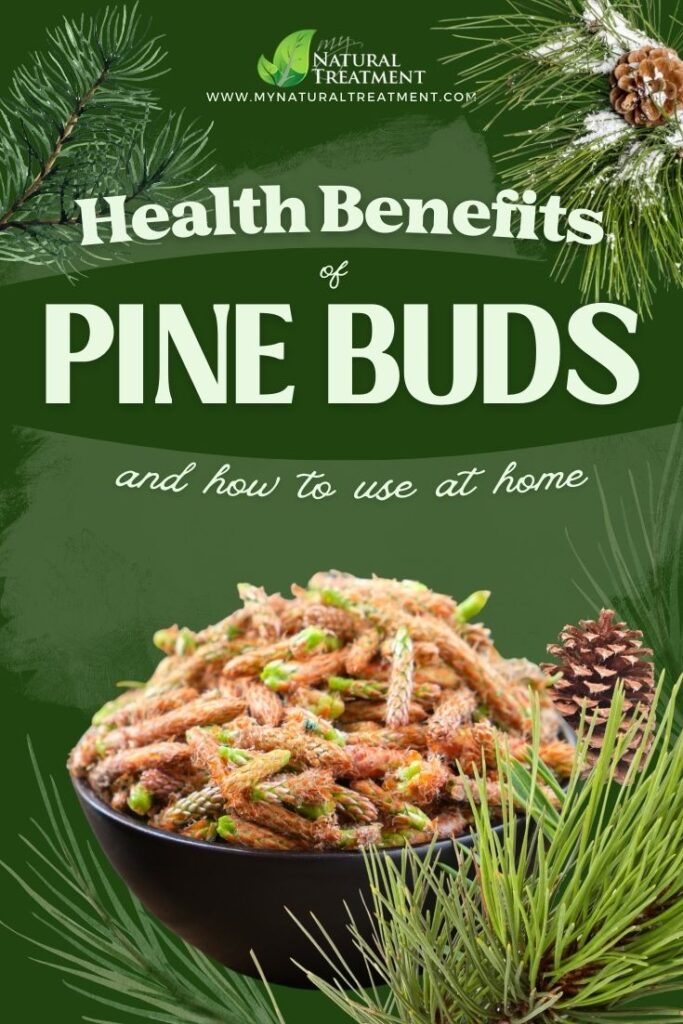 8 Health Benefits of Pine Buds and How to Use at Home - NaturalTreatment.com
