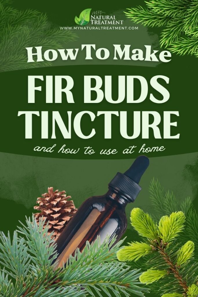 Fir Buds Tincture Recipe and How to Use - MyNaturalTreatment.com - MyNaturalTreatment.com