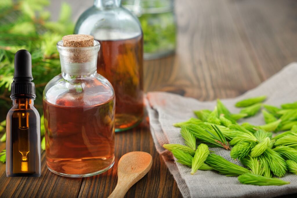 How to Make Fir Buds Tincture and Its Health Benefits - MyNaturalTreatment.com
