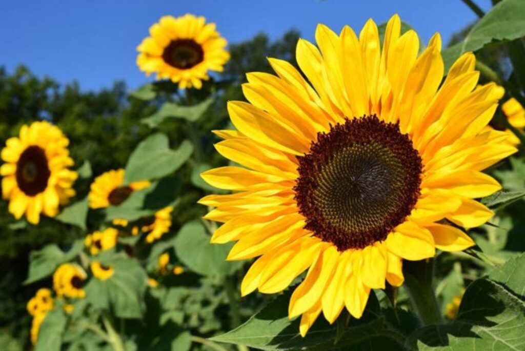 11 Amazing Health Uses of Sunflower with Recipes - NaturalTreatment.com