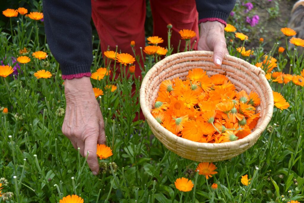 How to Harvest Marigolds - How to Make Marigold Salve and What to Use It For - NaturalTreatment.com