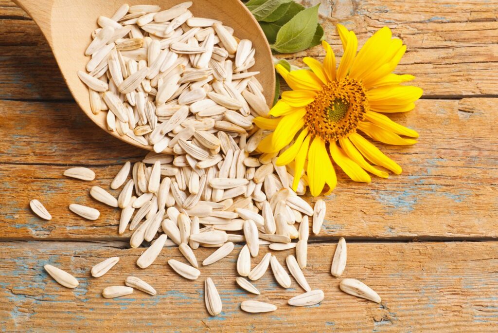 Sunflower Seeds Uses - Health Uses of Sunflower with Recipes - NaturalTreatment.com