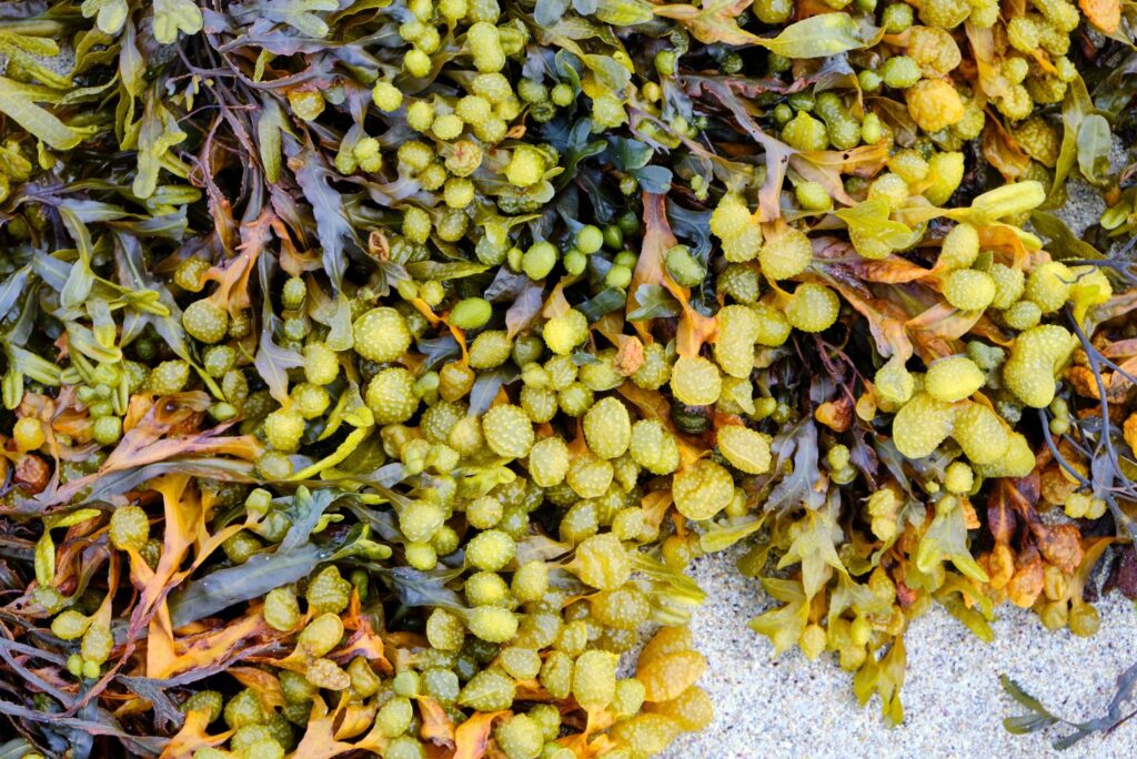 Bladderwrack Seaweed Algae - Powerful Natural Remedies for Goiter - NaturalTreatment.com