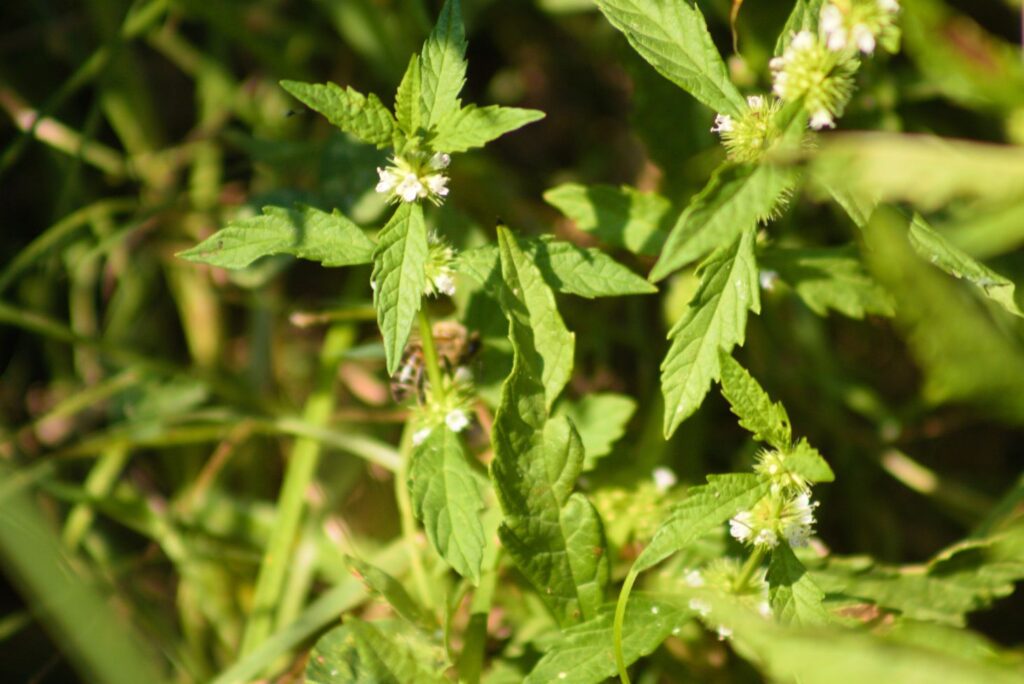Gypsywort - Powerful Natural Remedies for Goiter - NaturalTreatment.com