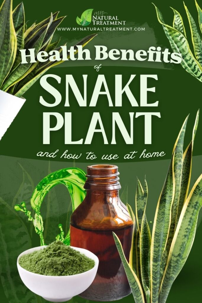 3 Health Benefits of Snake Plant and Natural Remedies Snake Plant Uses Snake Plant Benefits NaturalTreatment.com