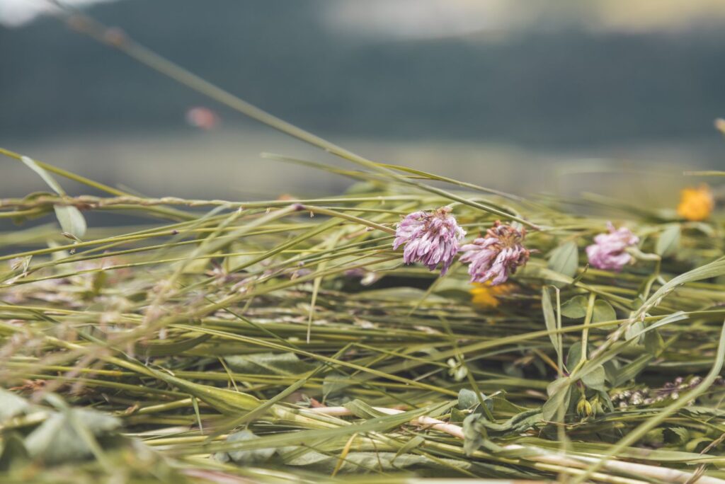 Amazing Health Benefits of Hay Flower Baths & How to Prepare - NaturalTreatment.com