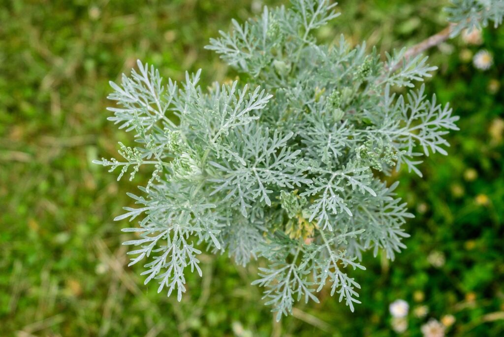 Health Uses of Wormwood & How to Use at Home - NaturalTreatment.com