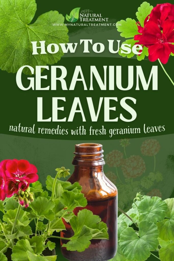 How to Use Fresh Geranium Leaves for Health - Geranium Leaves Uses  - NaturalTreatment.com