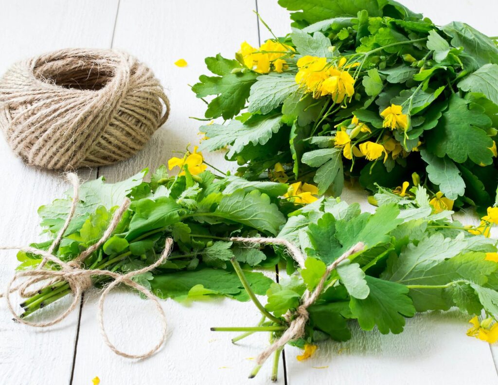 How to Harvest Celandine - How to Make Celandine Tincture and How to Use at Home - Celandine Tincture Recipe - Celandine Tincture Uses - MyNaturalTreatment.com