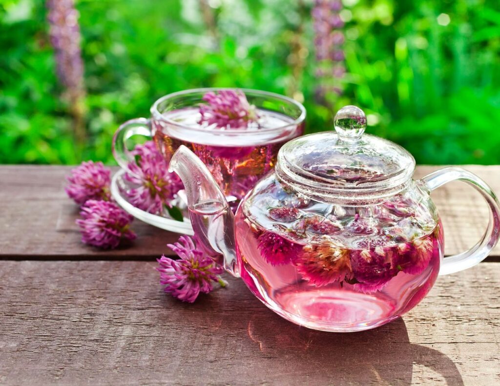 How to Make Red Clover Tea & How to Use at Home - Red Clover Tea Uses - MyNaturalTreatment.com