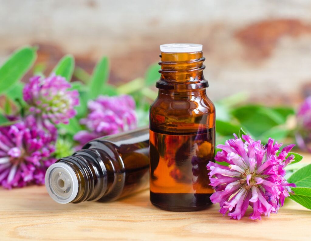 How to Make Red Clover Tincture - Red Clover Tincture Uses - MyNaturalTreatment.com