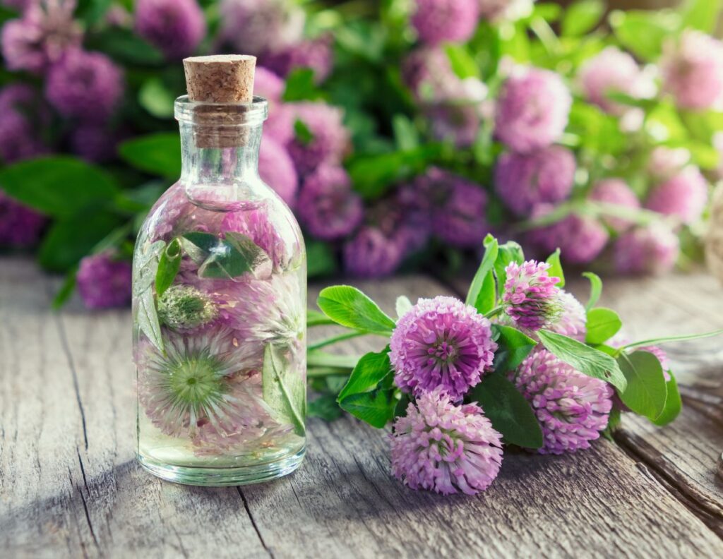 How to Make Red Clover Tincture - Red Clover Tincture Uses - MyNaturalTreatment.com