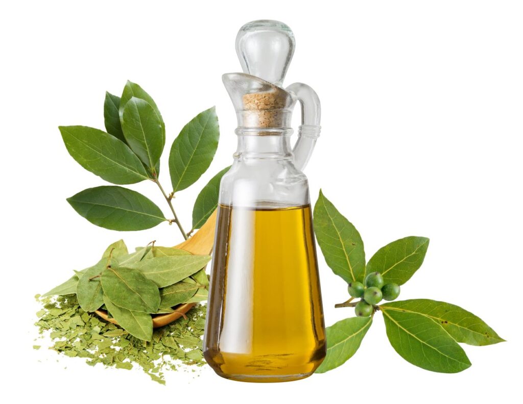 How to Make Bay Leaf Oil Recipe - Bay Leaf Oil Uses - MyNaturalTreatment.com