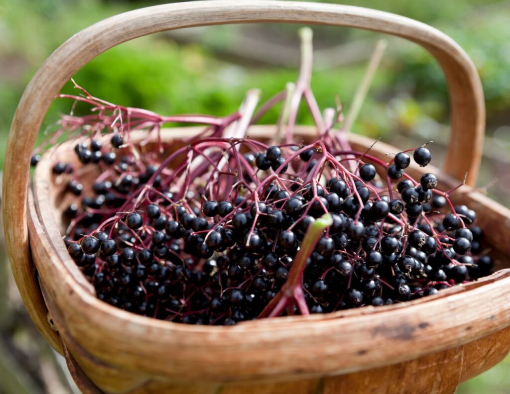 How to Make Elderberry Tincture - Elderberry Tincture Recipe - How to Harvest Elderberries - MyNaturalTreatment.com