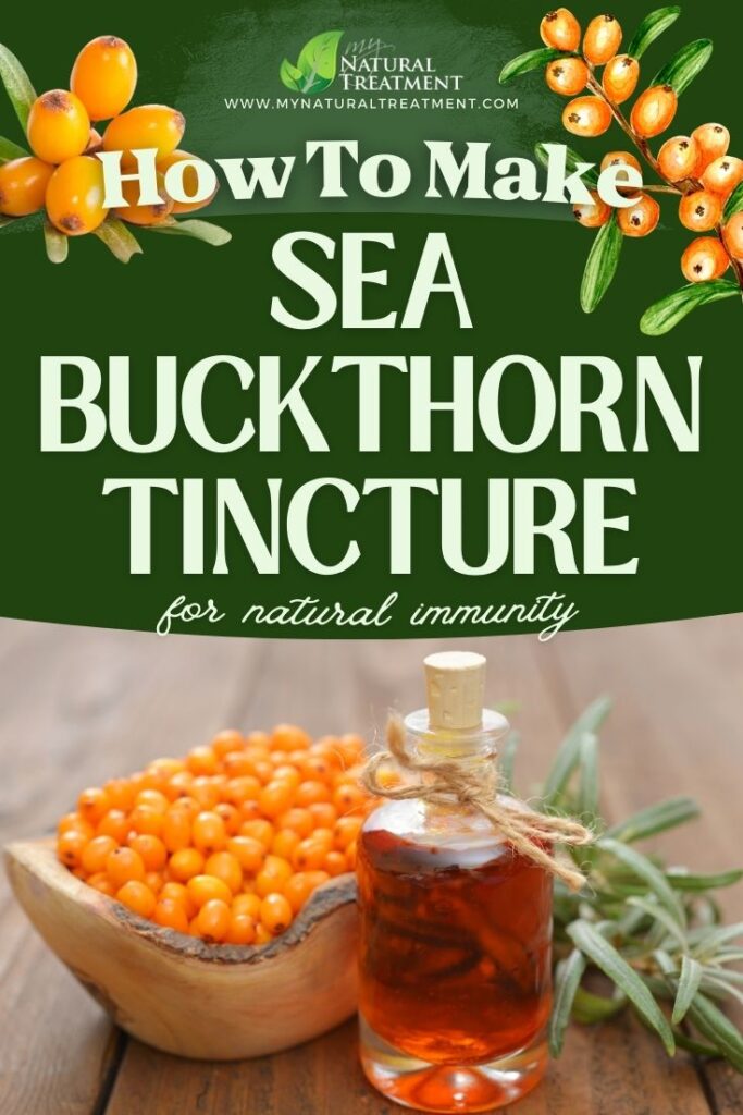 How to Make Sea Buckthorn Tincture - Sea Buckthron Tincture Recipe - MyNaturalTreatment.com