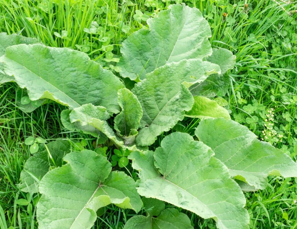 How to Use Fresh Burdock Leaves for Rheumatic Pain - Burdock Leaf Uses - MyNaturalTreatment.com