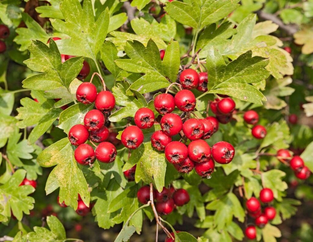How to Use Hawthorn Berries for Heart Problems - Hawthorn Berry Uses - MyNaturalTreatment.com