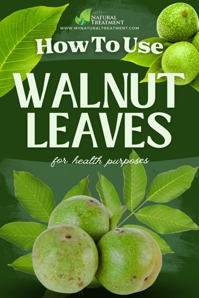 How to Use Walnut Leaves for Health Walnut Leaf Uses MyNaturalTreatment.com
