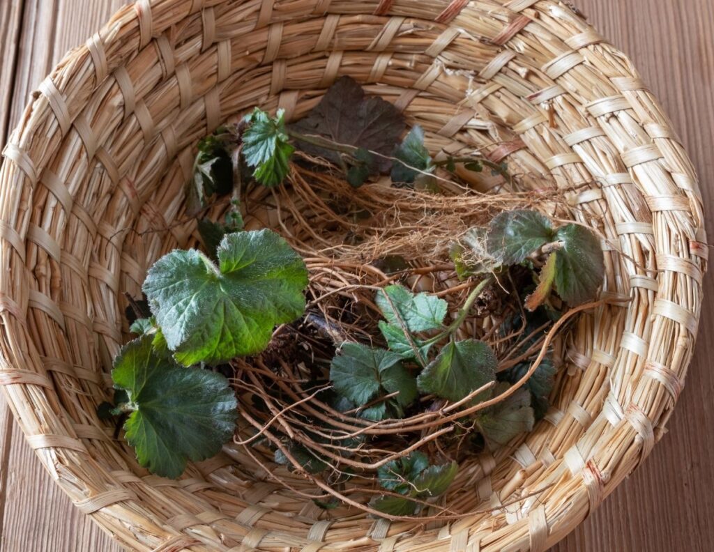 How to Harvest Wood Avens Root - Wood Avens Root Uses - MyNaturalTreatment.com