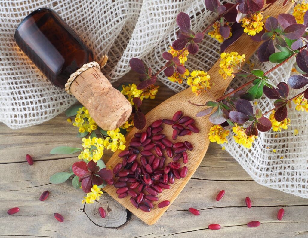 How to Make Barberry Root Tincture Uses - MyNaturalTreatment.com