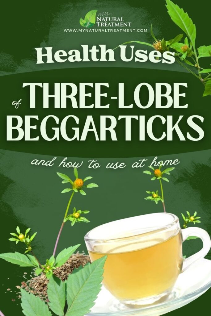 Health Uses of Three-lobe Beggarticks Uses with Recipes - MyNaturalTreatment.com