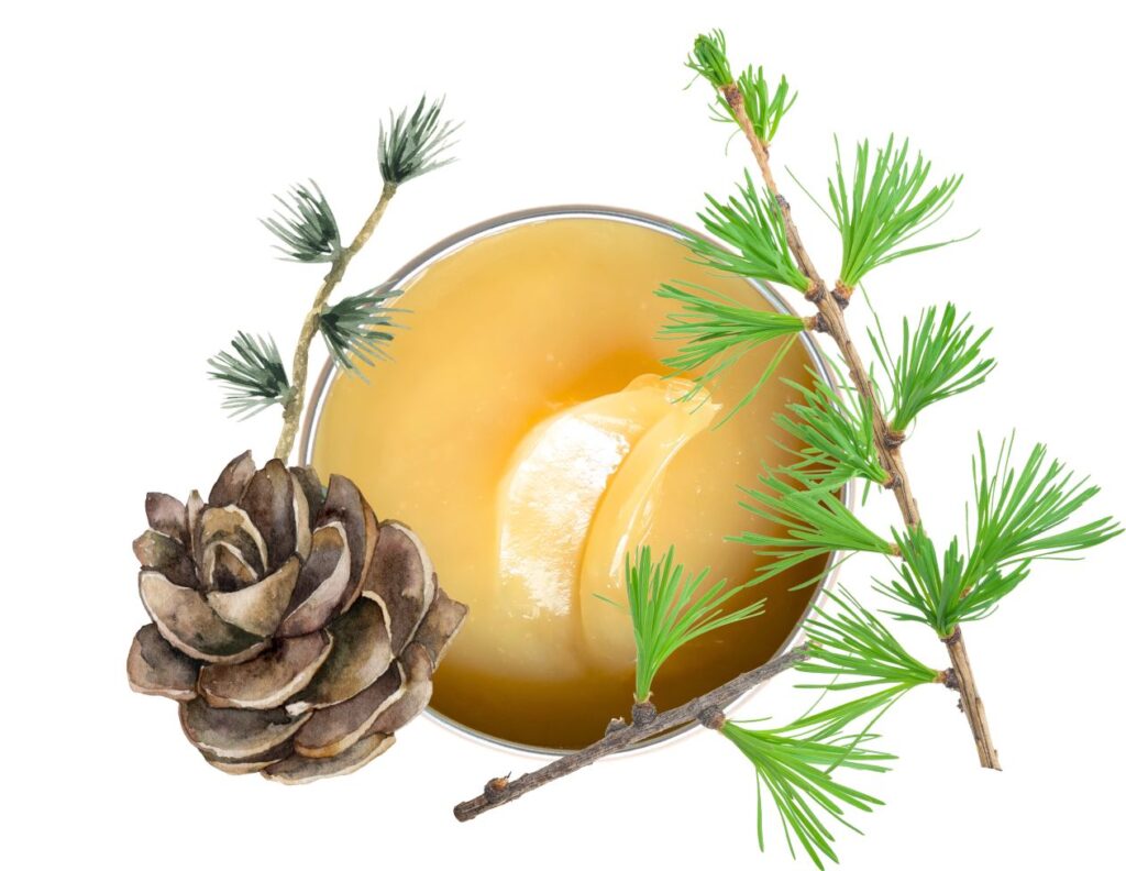Larch Resin Salve Recipe and How to Use 3 How to Make Larch Resin Salve Recipe - Larch Salve Recipe - MyNaturalTreatment.com