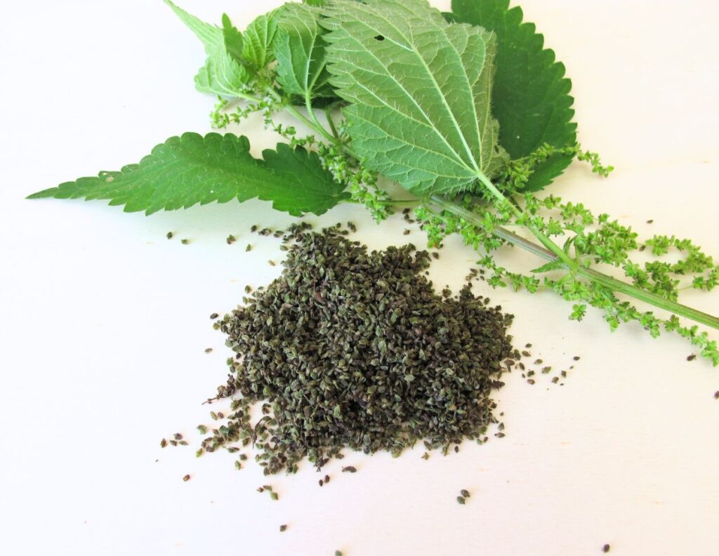 How to Use Nettle Seeds as Medicine - Nettle Seeds Uses - MyNaturalTreatment.com