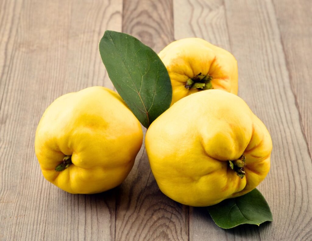 7 Unexpected Health Uses of Quince 3 7 Unexpected Health Uses of Quince Uses - Health Uses of Quince - MyNaturalTreatment.com