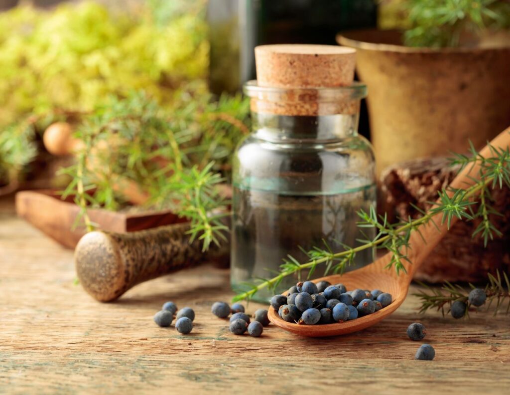How to Make Juniper Berry Tincture & Use 3 How to Make Juniper Berry Tincture & Use - Juniper Berry Tincture Uses - MyNaturalTreatment.com