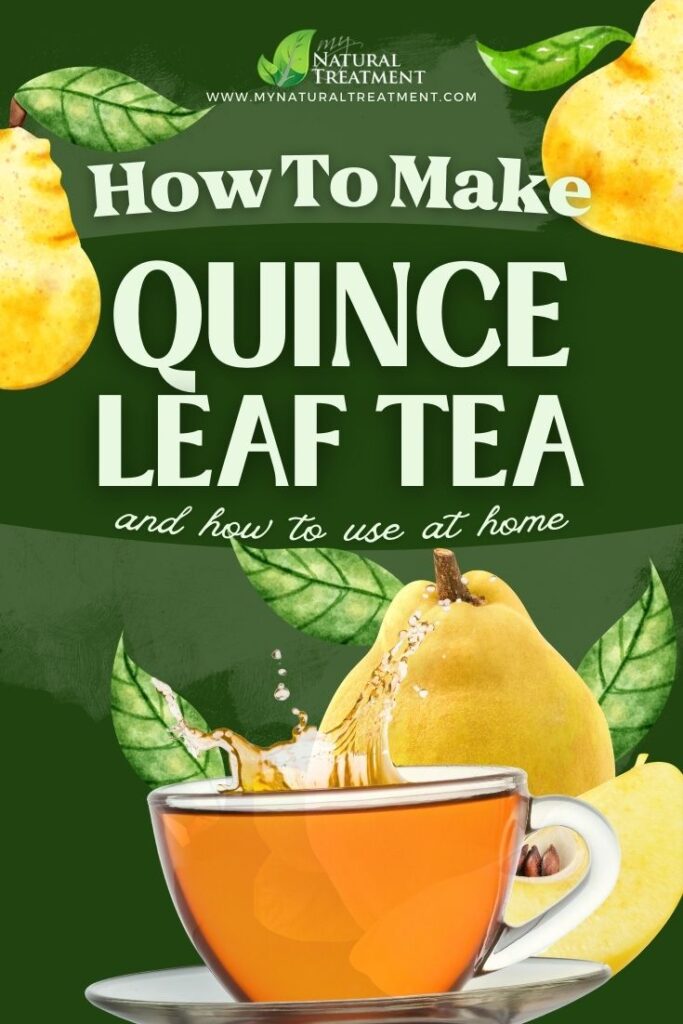 How to Make Quince Leaf Tea and Use at Home 5 How to Make Quince Leaf Tea and Use at Home - Quince Health Uses - MyNaturalTreatment.com - MyNaturalTreatment.com