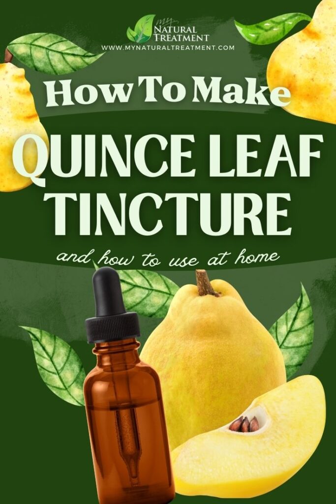 How to Make Quince Leaf Tincture and Use at Home 4 How to Make Quince Leaf Tincture and Use at Home - Quince Health Uses - MyNaturalTreatment.com - MyNaturalTreatment.com