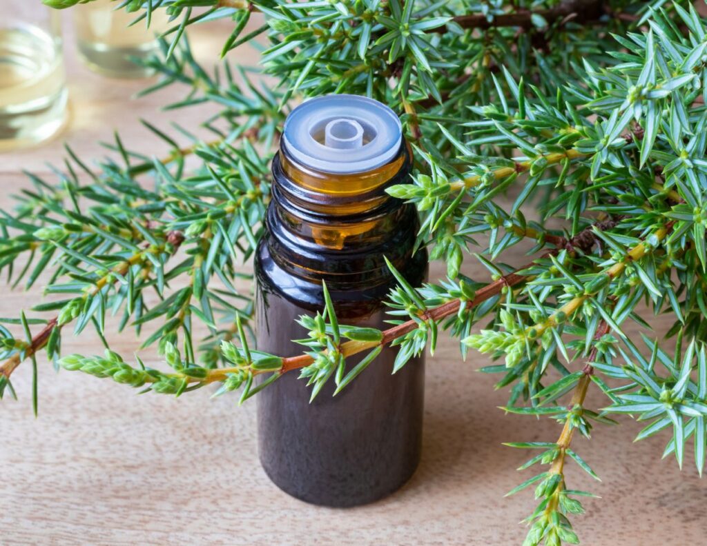 How to Use Juniper Essential Oil as Medicine 3 How to Use Juniper Essential Oil as Medicine
