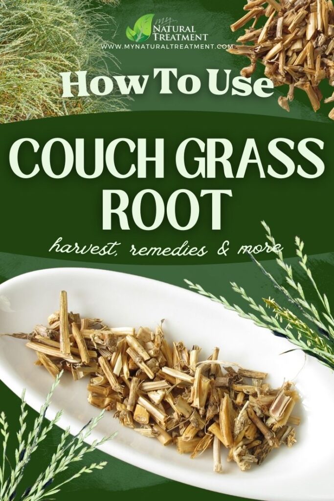 10 Amazing Couch Grass Root Uses 11 Amazing Couch Grass Root Uses - MyNaturalTreatment.com