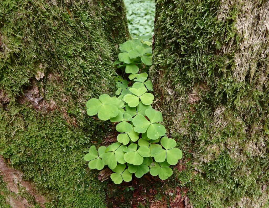 How to Make Wood Sorrel Juice and Use at Home 4 How to Make Wood Sorrel Juice Uses - MyNaturalTreatment.com