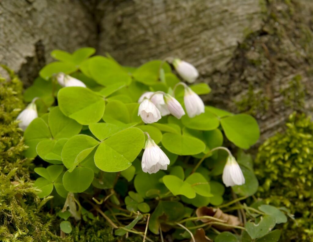 How to Make Wood Sorrel Juice and Use at Home 3 How to Make Wood Sorrel Juice Uses - MyNaturalTreatment.com
