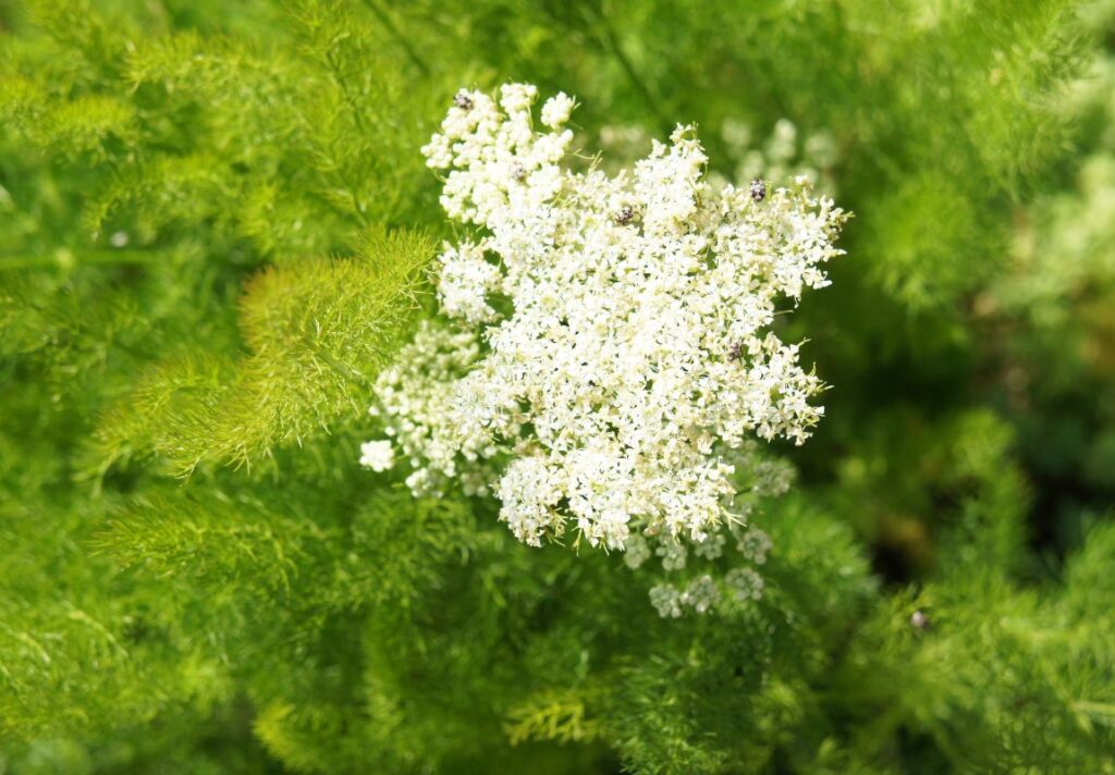 How to Make Meum Tincture for Menstrual Cramps 3 How to Make Meum Tincture for Menstrual Cramps - MyNaturalTreatment.com