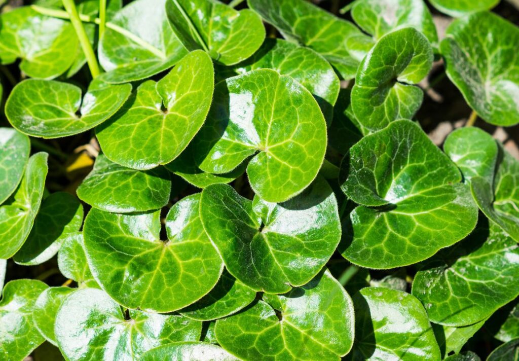 How to Use Asarabacca for Alcohol Addiction 3 How to Use Asarabacca as Medicine - MyNaturalTreatment.com
