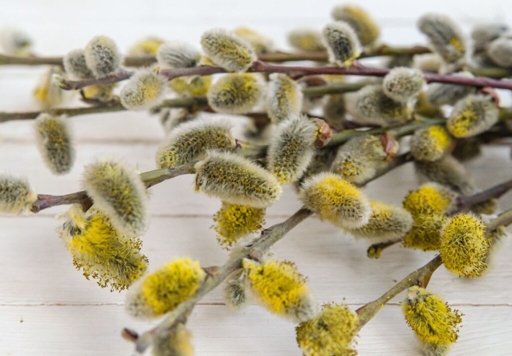 How to Make Willow Catkins Tea for Weather Sensitivity 4 How to Make Willow Catkins Tea for Weather Sensitivity