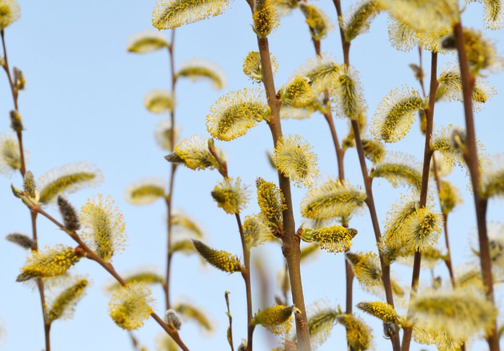 How to Make Willow Catkins Tea for Weather Sensitivity 3 How to Make Willow Catkins Tea for Weather Sensitivity